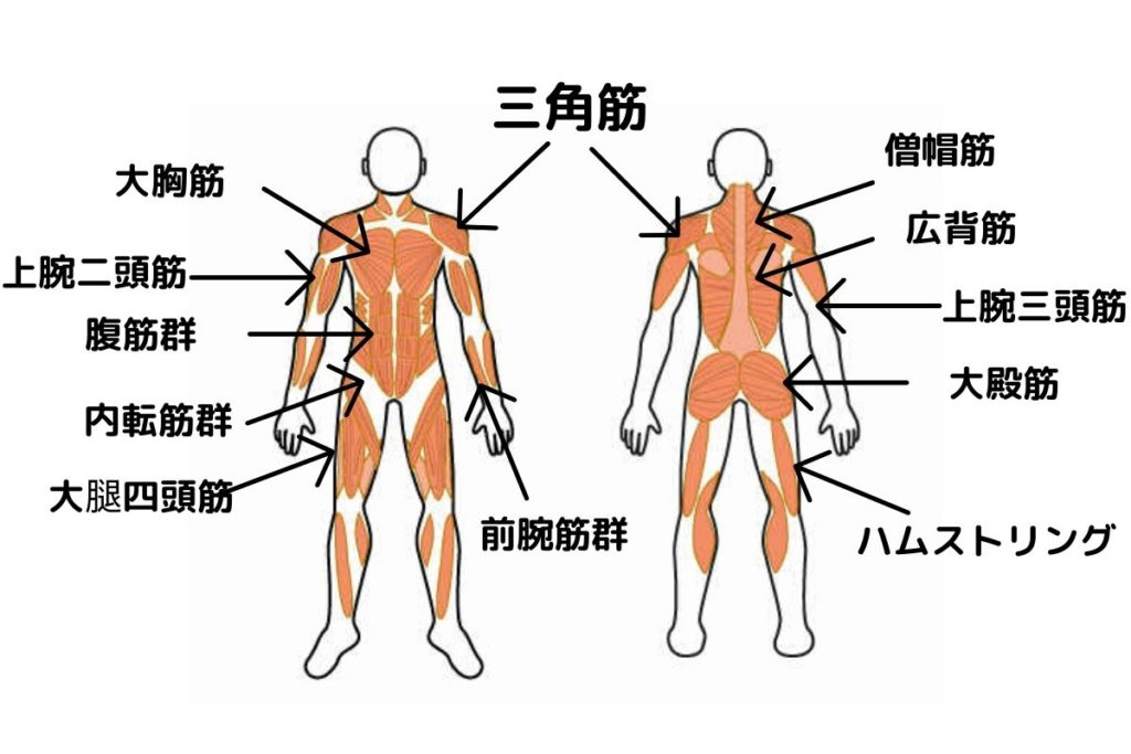 筋トレのメニューの作り方 理想のカラダへの道筋 リキスポ